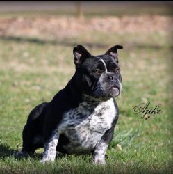 American bully exotic micro female adult