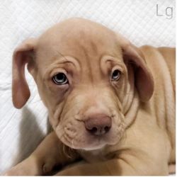 Rare Blonde or Cream puppy with hazel eyes Lakeland Florida