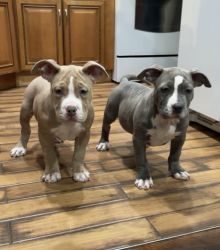 Xl American bully’s 3 months last two girls
