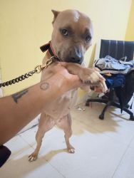 Female American Bully Dog 11 months old