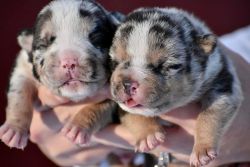 How could you NOT want one of these baby bulls!?!