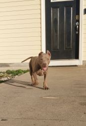 Champagne female bully puppy