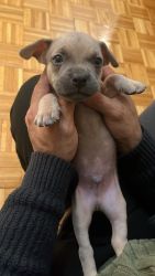 5week old puppy male for sale .