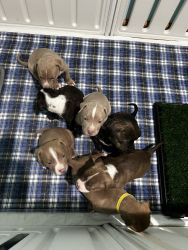 Must see champion line puppies
