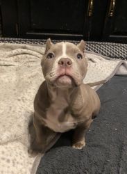 Gorgeous pocket size American bully
