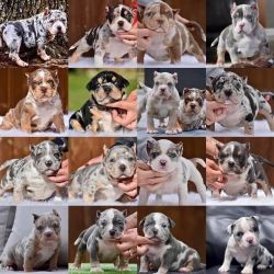 XL American Bully Puppies for Sale