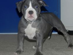 ABKC Registered 9 Week old American Bully Puppies