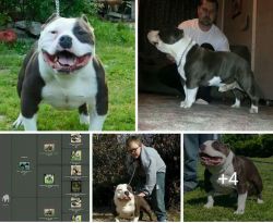 Blue & White D-Line American Bully Puppies
