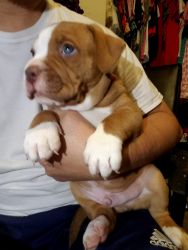 ABKC American Bully for sale