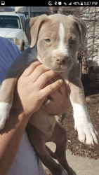 ABKC AMERICAN BULLY PUPPIES