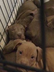 Pitbull Puppies for Christmas, only 5 remaining!