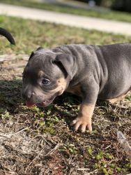 Tri color Male pups available