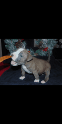 Sale: Pure Pit/Bully Pups