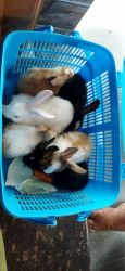 6 american chinchill rabbit for sale