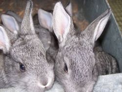 American Chinchilla Rabbits
