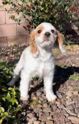 We have three male American Cocker Spaniels. They are 12 weeks old.