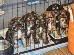 AKC Registered Cocker Spaniel puppies with champion lines
