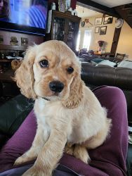Puppies looking for there forever home America Cocker Spaniel