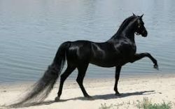 beautiful male horse for sale