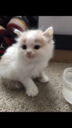 baby kitten