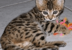 Tica Registered Bengal Kittens