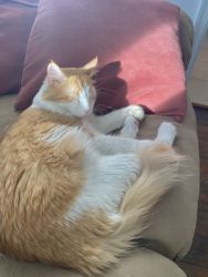 Orange and white American curl for sale. 9 months old