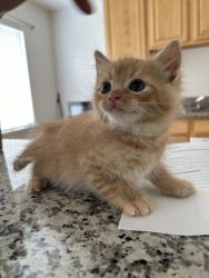 Garfield kitty
