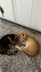 Little baby cats for sale
