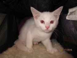 Great and Beautiful American Curl Kittens for sale