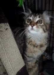 American Curl Kittens For Sale