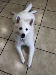 6 Month old Male American Eskimo For Sale