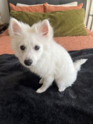 American Eskimo Puppy for Sale