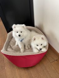 2 male puppies 3 months old