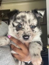 Aussie and american Eskimo mix puppies for sell!!!