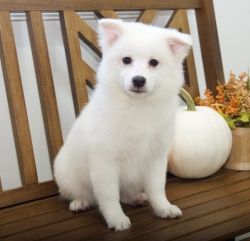 Well Socialized American Eskimo Puppies