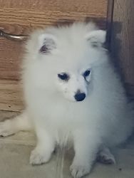 Adorable toy American Eskimo pup