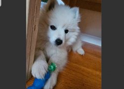 4.5 Months old Male Mini American Eskimo Puppy