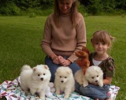 White American Eskimo puppies ready