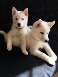 Sweet puppies ready for good home