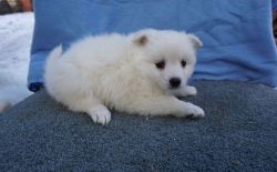 American Eskimo Dog Puppies For Sale