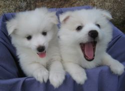 American Eskimo Puppies For Adoption