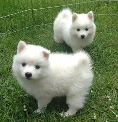 Best and healthiest American Eskimo Puppies for adoption