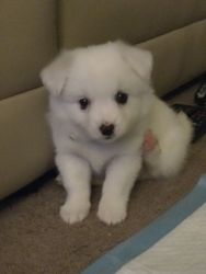 Adorable 9 week old spitz/eskimo pup