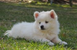 American Eskimo Dog Puppies for Sale.