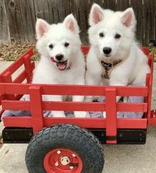 Pure Bred (Miniature) American Eskimo Puppies