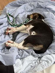 10 wk old American foxhound puppy needs forever home