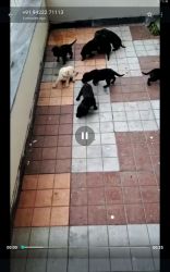 Labrador puppies sale