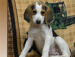 American Foxhound puppies for sale now