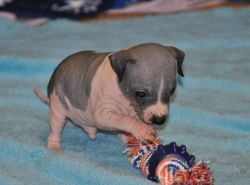 Cute Male And Female American Hairless Terriers