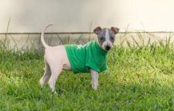 American Hairless Terrier puppies for sale .